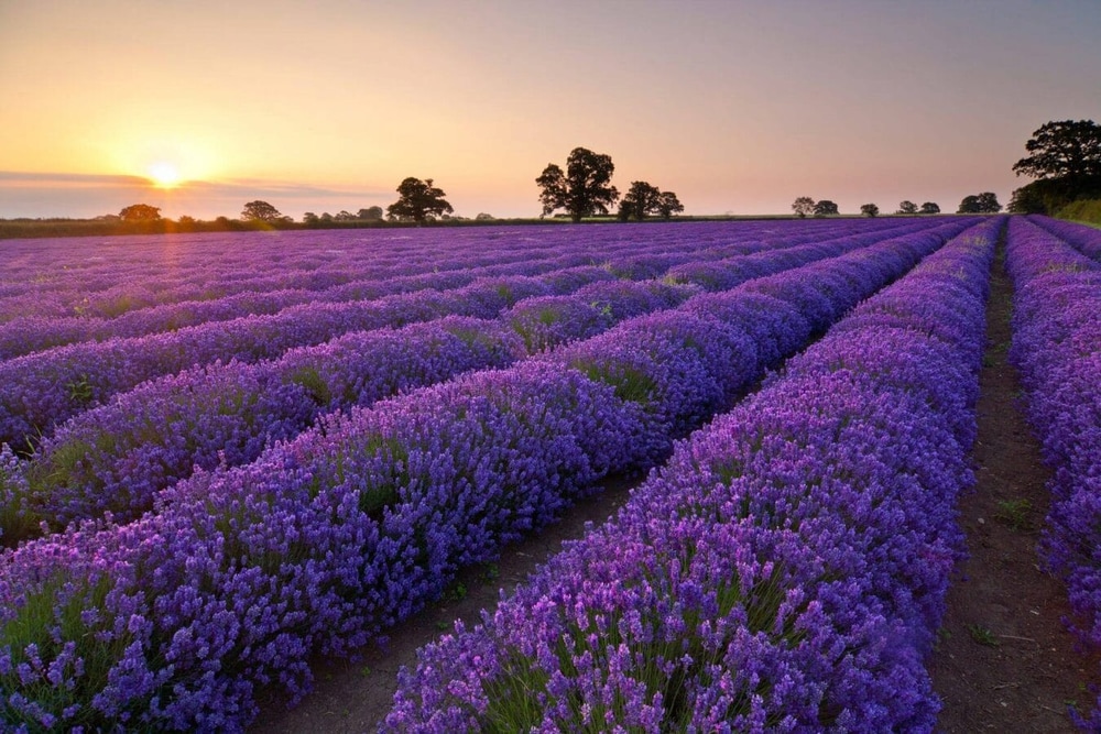 Cánh đồng hoa lavender tím nằm bên bờ hồ Tuyền Lâm, tạo nên khung cảnh lãng mạn như miền Provence nước Pháp